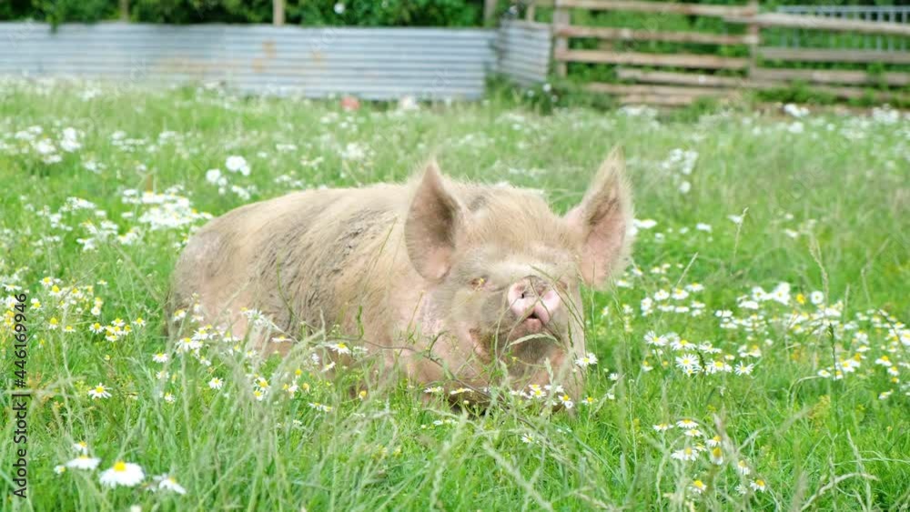 Pig sniffing soil farming agriculture concept. Pig on an old farm . Adult piglets laying in a pen on an old lifestyle farm. Pig sniff the ground. Domestic pig Pig sniffing soil farming agriculture concept. Pig on an old farm . Adult piglets laying in a pen on an old lifestyle farm. Pig sniff the ground. Domestic pig