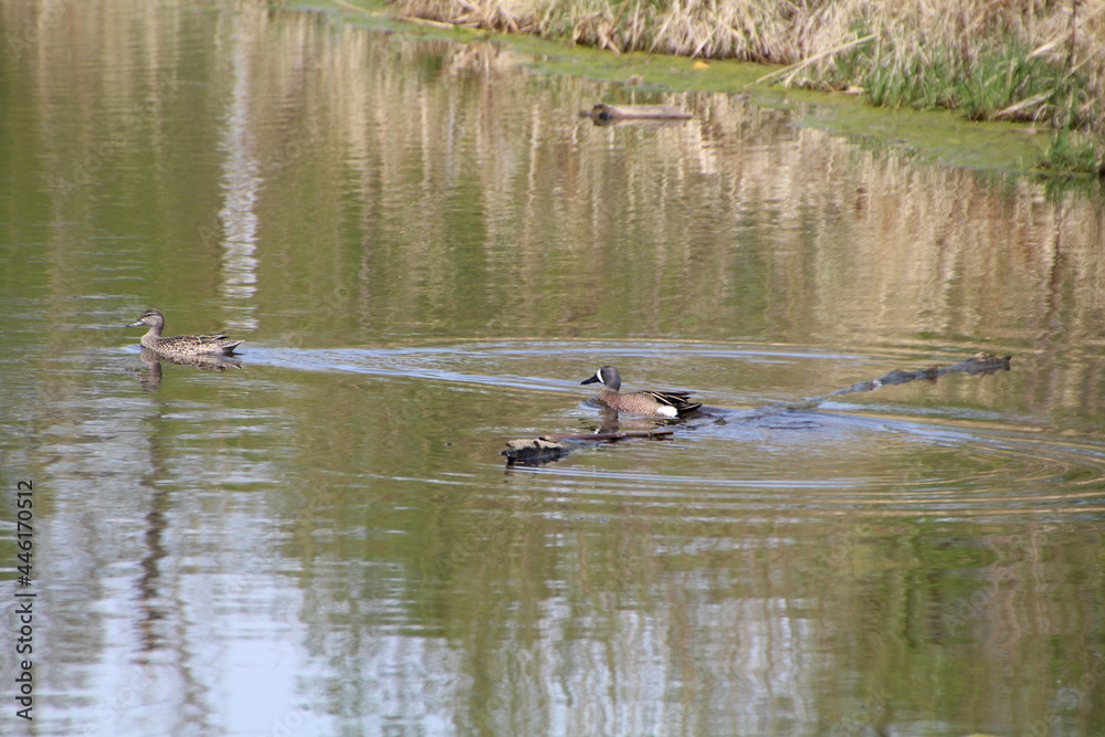 Ducks On Water, Pylypow Wetlands, Edmonton, Alberta Ducks On Water, Pylypow Wetlands, Edmonton, Alberta