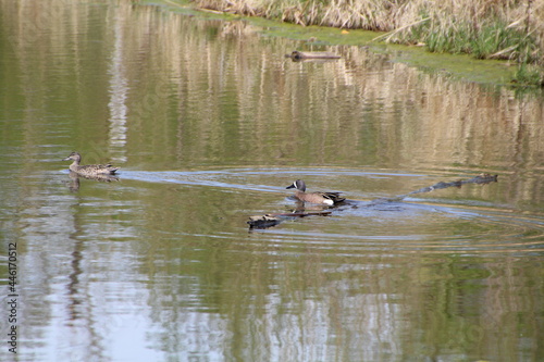 Ducks On Water, Pylypow Wetlands, Edmonton, Alberta