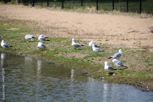 Seagulls On The Beach, William Hawrelak Park, Edmonton, Alberta