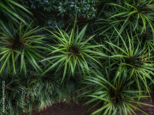 plants in the school garden