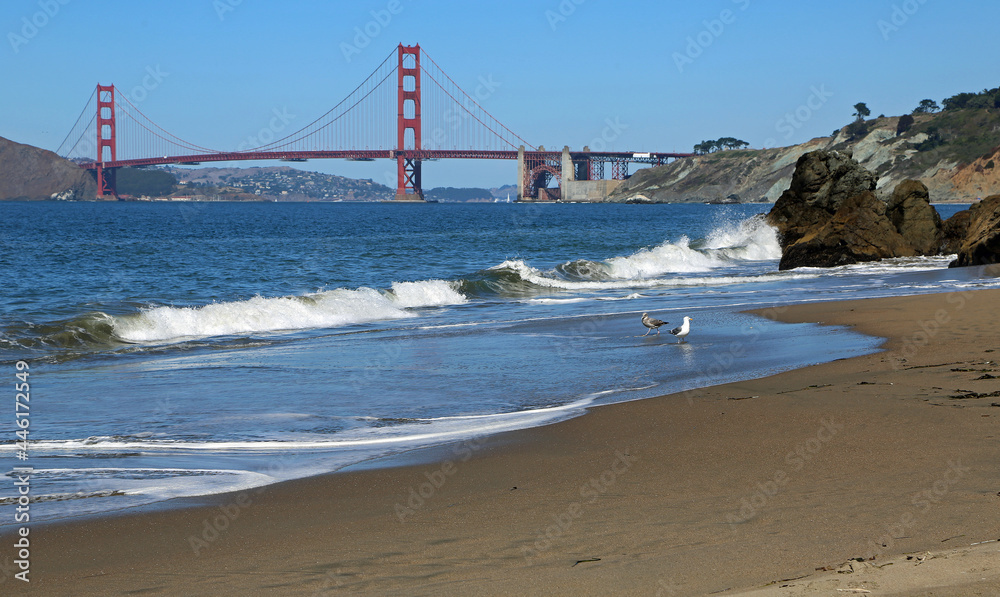 Birds on Golden Gate, San Francisco, California