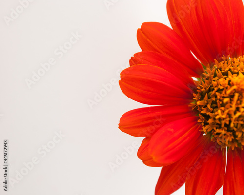 Beautiful orange flowers after the rain. Vertical top in white background.