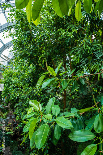 Tropical plants in the garden