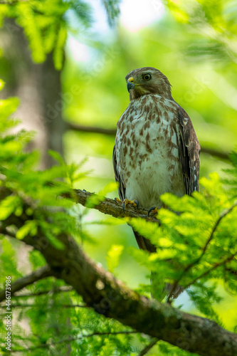 Red Shouldered Hawk on a Branch