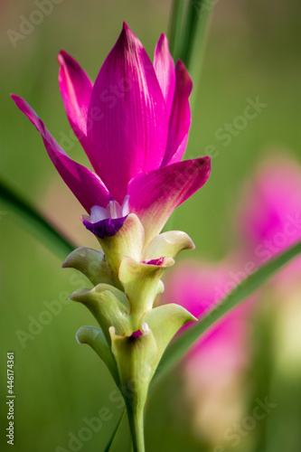 close-up of Siam Tulip flower