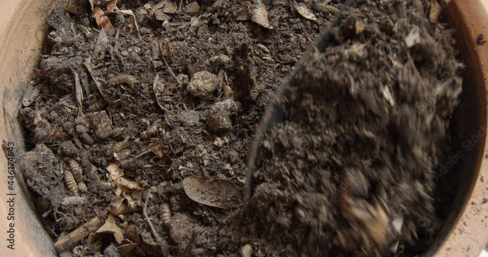 Black soldier fly larvae in organic compost being protein for animal feed and natural fertilizer for plant. Turning food waste to healthy soil for agriculture. Eco-friendly home, ecology concept. Black soldier fly larvae in organic compost being protein for animal feed and natural fertilizer for plant. Turning food waste to healthy soil for agriculture. Eco-friendly home, ecology concept.