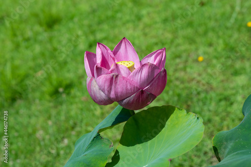 pink lotus flower