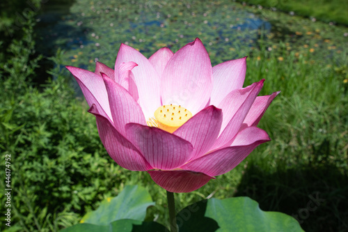 pink lotus flower