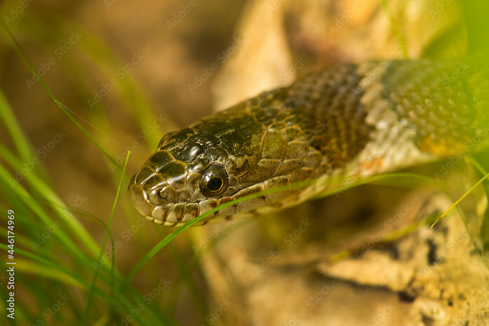 Fototapeta premium Head of a northern water snake in Somers, Connecticut.