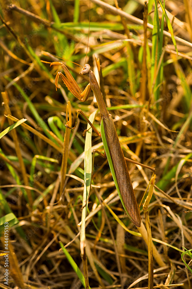 Praying mantis in the grass in Somers, Connecticut. Praying mantis in the grass in Somers, Connecticut.