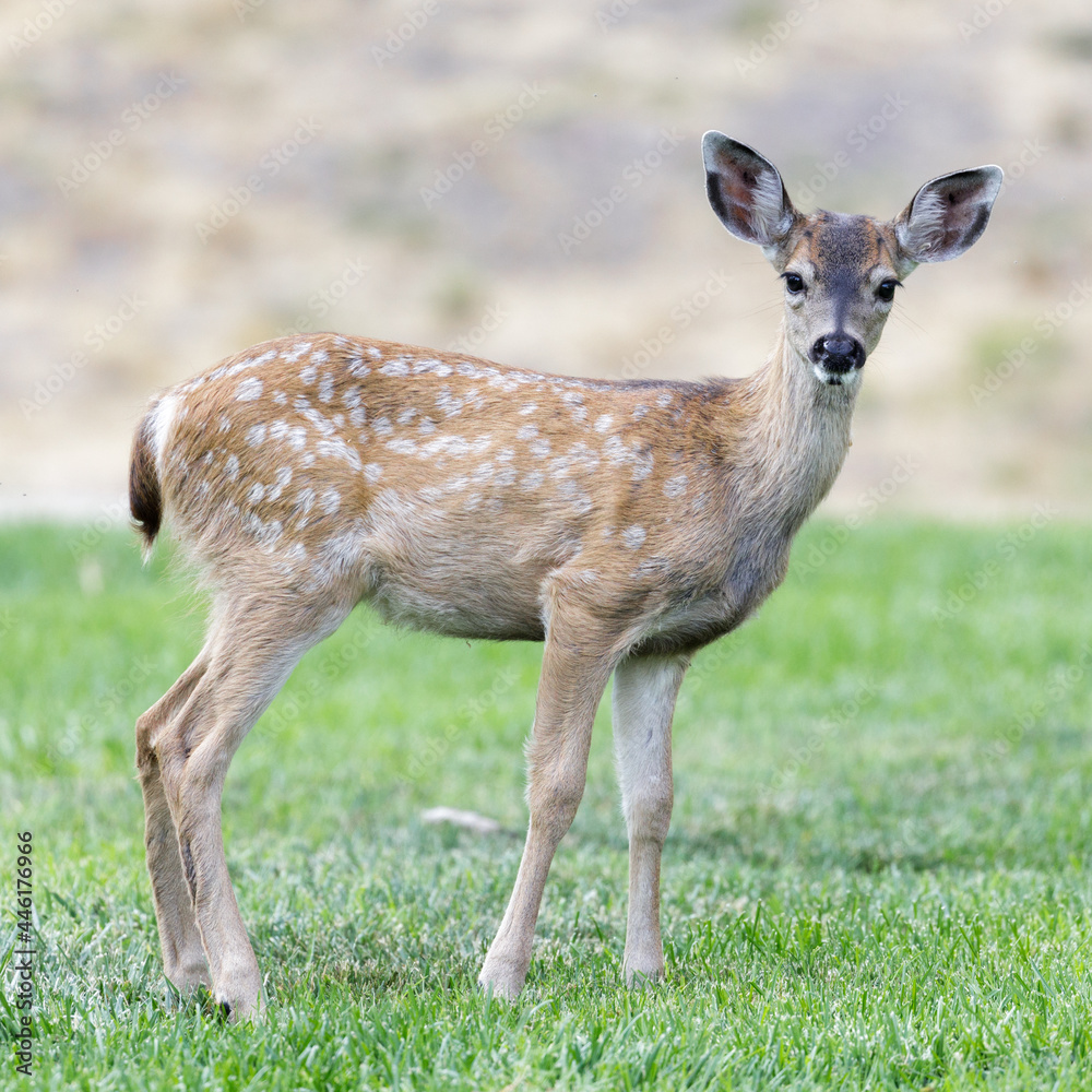 White-spotted Black-tailed Deer Fawn Grazing in Alert. Quail Hollow County Park, Santa Cruz County, California, USA. White-spotted Black-tailed Deer Fawn Grazing in Alert. Quail Hollow County Park, Santa Cruz County, California, USA.