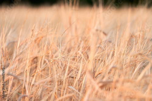 Ripe ears of wheat in the rays of the setting sun. The natural background is a pink shade. Copy space. Selective focus.