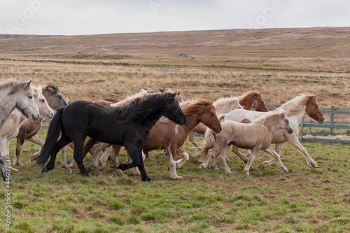 Isl  nder beim Pferdeabtrieb im Herbst in Island fotografiert.