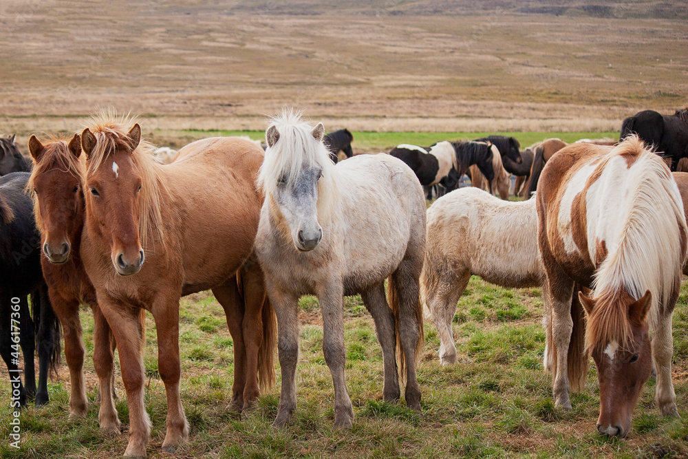 Isländer beim Pferdeabtrieb im Herbst in Island fotografiert.
