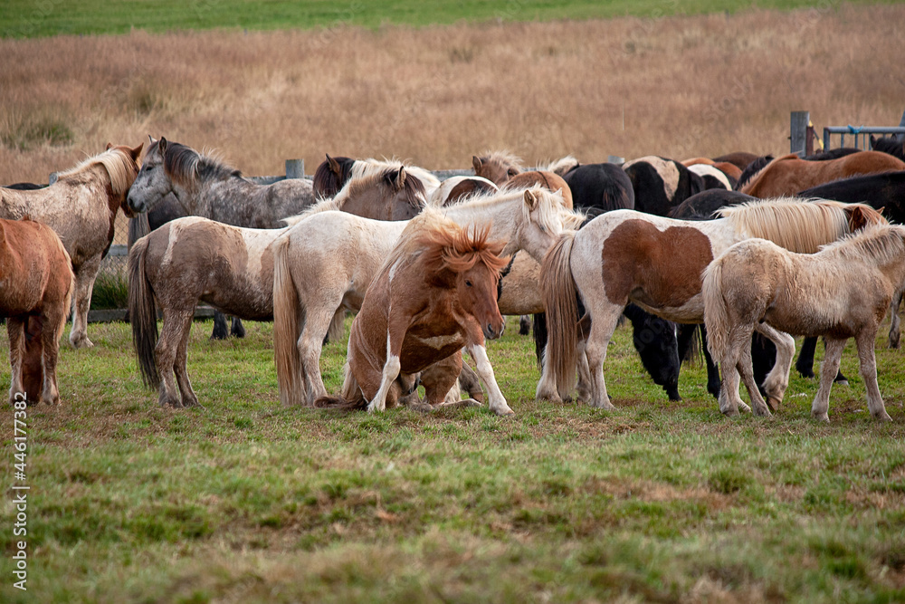 Isländer beim Pferdeabtrieb im Herbst in Island fotografiert.