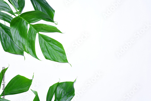 leaves on flat lay background.