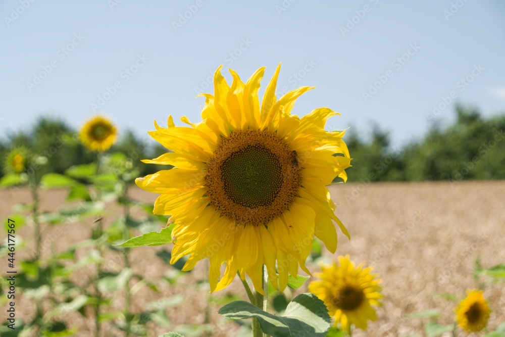 Sonnenblume Sonnenblume