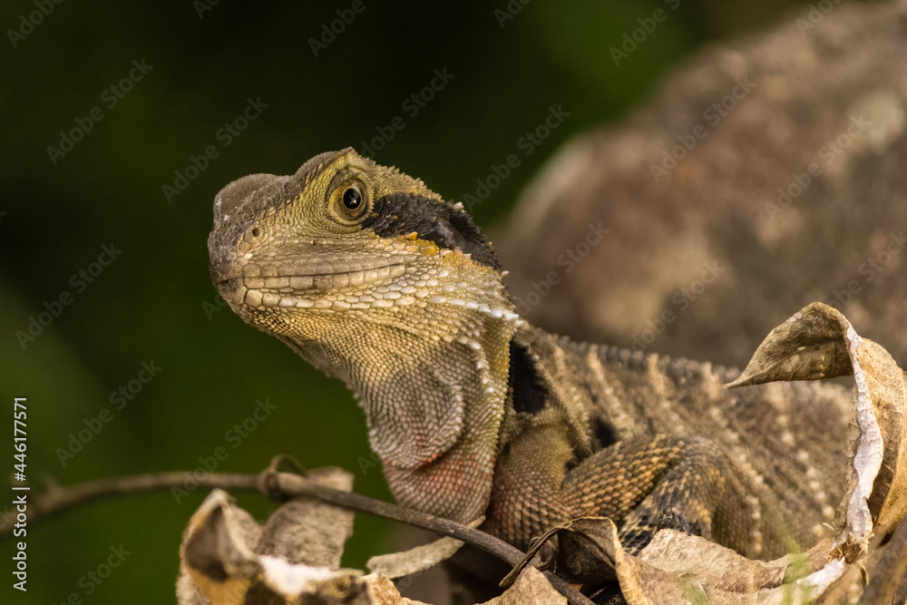 Obraz premium Australian Dragon Lizard Watching
