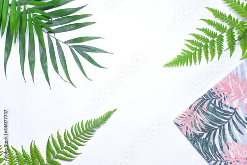 palm leaves on a white background
