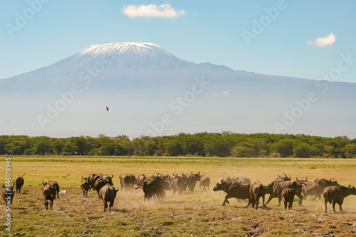 Buffles d'Afrique Syncerus Caffer devant le mont Kilimandjaro à Amboseli Afrique Kenya