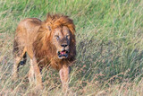 Big Lion walking on the savanna in Africa