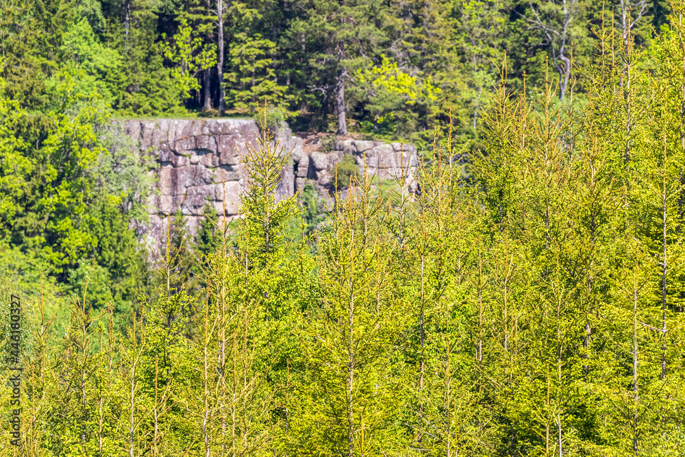 Obraz premium Spruce forest with a rock wall
