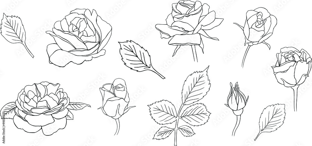 Rose flower outline vector. Hand drawn vector set Rose flower outline vector. Hand drawn vector set
