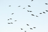 Silhouettes of jackdaws in the sky