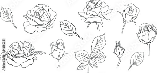 Rose flower outline vector. Hand drawn vector set © ARTSTOK