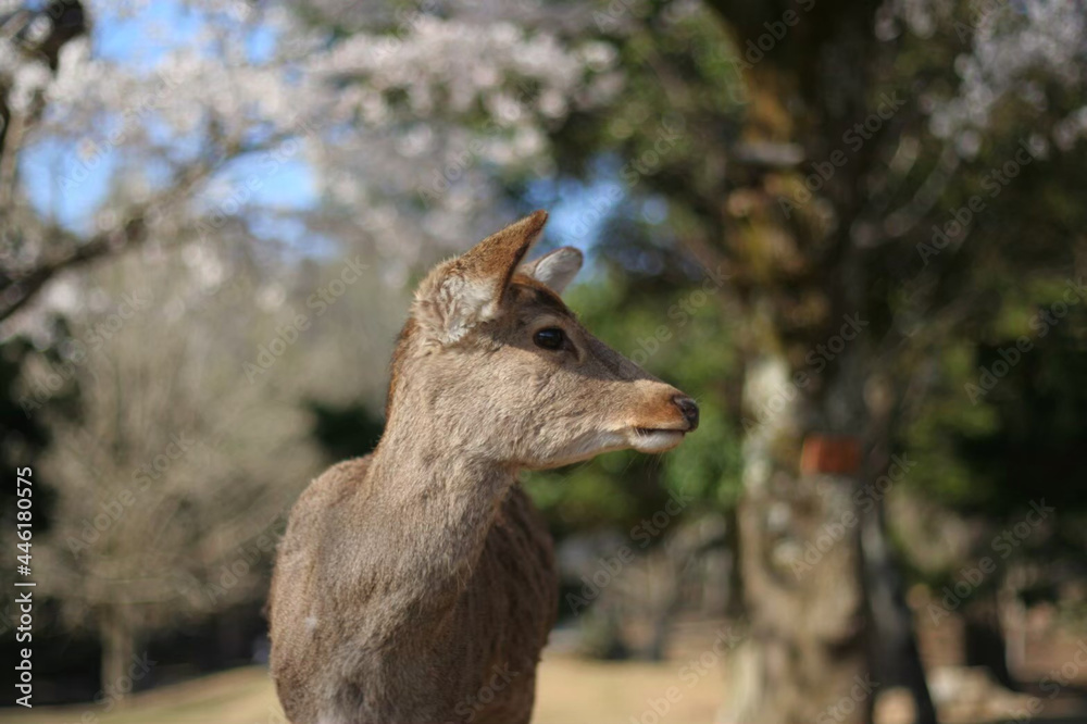 Fototapeta premium ある晴れた日の奈良公園での鹿と桜 