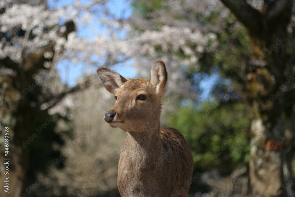 Fototapeta premium ある晴れた日の奈良公園での鹿と桜 