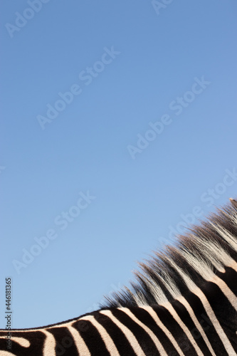 Minimalist image of the hair on a Zebra s neck