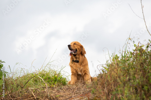 Wallpaper Mural Gold retriever dog standing alone in field, pet, travel Torontodigital.ca