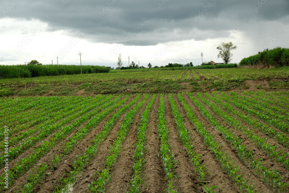 Obraz premium Beautiful green field in Maharashtra, India