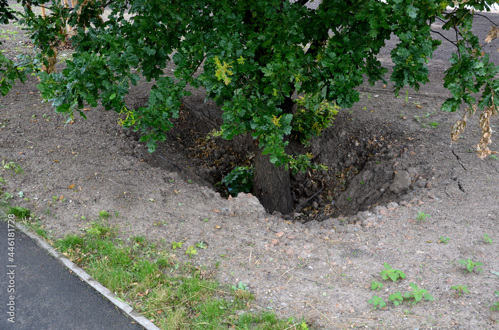 Fotka „buried tree on a construction site. covered with roots through a