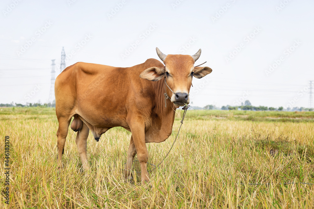 brown cow in the lao country