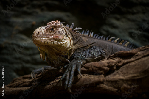 a large lizard like an iguana is resting