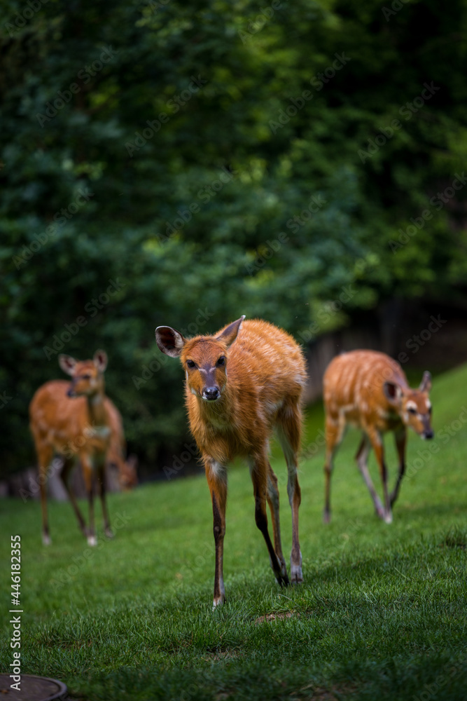 marsh antelope in the grass of Sitatunga marsh antelope in the grass of Sitatunga