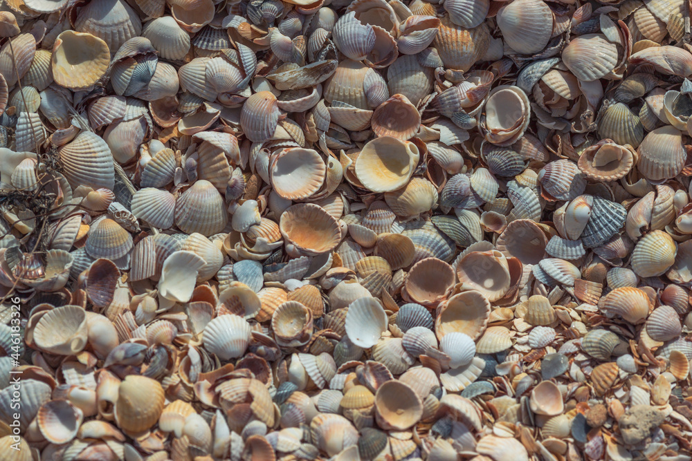 Shells on the beach. Fragment of a shell beach close-up.  Abstract summer background.