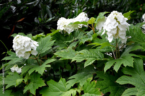 white panicles start upright but eventually lean outward and downward from the plant due to their weight. Foliage turns maroon to red in fall. photo