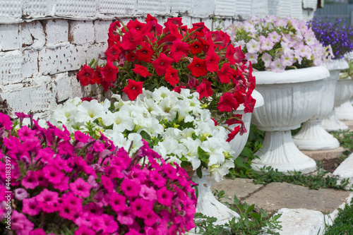 Fototapeta Naklejka Na Ścianę i Meble -  Beautiful lush bright petunias in a pot near a white brick wall.