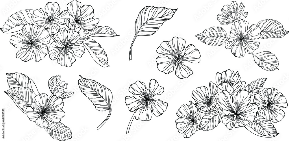 Pear flowers and leaves isolated on white. Hand drawn line vector illustration. Eps 10