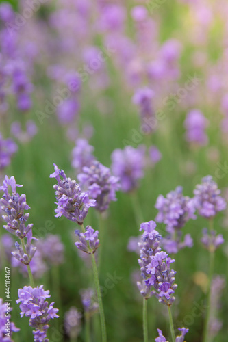 Blooming lavender in a field with sunlight. Summer lavender background  vertical photo