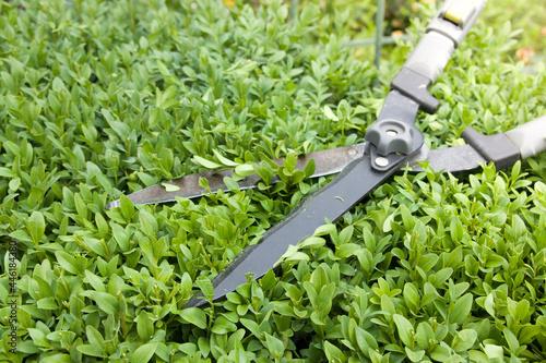 Close up scissors for cutting bushes over a boxwood bush. Trimming bushes in the garden