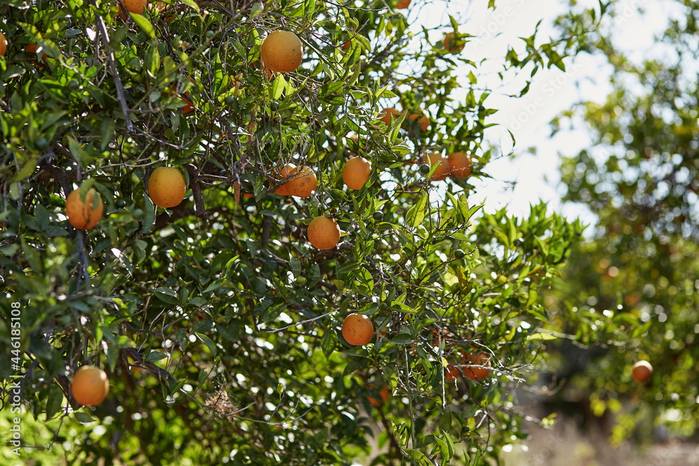 Beautiful bright orange tree on sunny day. Tropical weather. Vacation concept