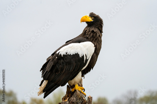 Steller's sea eagle sits on a stump against the background of sky and trees. The bird of prey looks to the left