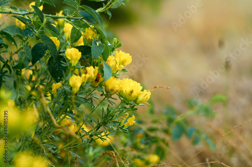 Blooming tutsan in the field photo