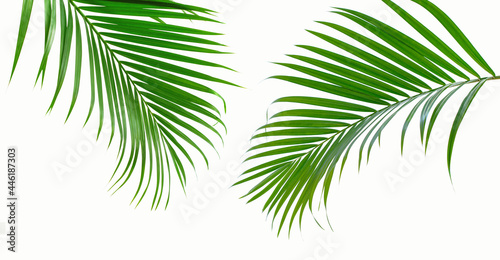 Two green palm leaves branch on white background