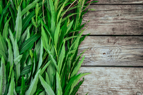 Green leaves of cypress on a gray wooden background. Ivan-tea. Preparation of a useful medicinal tea. A wild medicinal plant. Summer in nature. Pattern